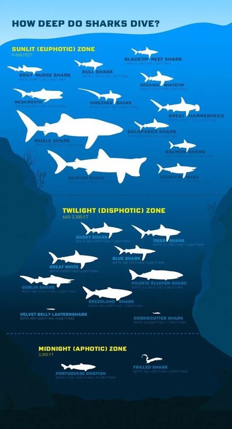 Fun Infographic, Different Types Of Sharks, Oceanography Marine Biology, Shark Conservation, Types Of Sharks, Shark Facts, Shark Pictures, Shark Diving, Animal Conservation