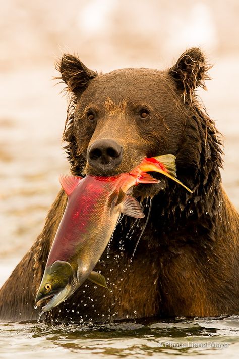 Grizzly bear in Alaska Animal Humor, Grizzly Bear, Wildlife Animals, Animal Planet, Black Bear, Animal Photo, Nature Animals, Brown Bear, 귀여운 동물