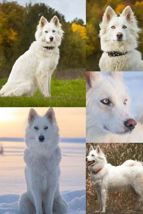 Yakutian Laika Dog breeds usa Yakutian Laika Dogs, Dogs Tattoo Ideas, Yakutian Laika, Protective Dog Breeds, Laika Dog, Unique Dogs, Anime Puppy, Tattoos Animals, Puppy Girl