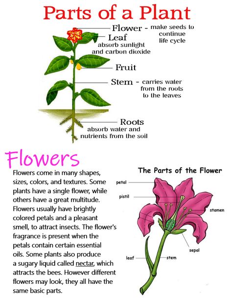 Parts of a Plant & Flowers ~ Anchor Chart * Jungle Academy Plants Information, Cell Biology Notes, Flower Parts, Plant Notes, Planting For Kids, Study Biology, Biology Classroom, Basic Anatomy And Physiology, Potted Flowers