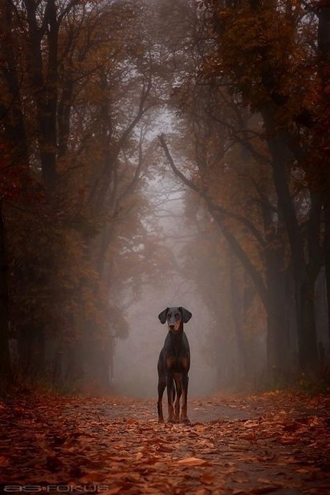 Autumn Melancholy, Black And Tan Terrier, Regard Animal, German Pinscher, Doberman Love, Sweet November, Doberman Pinscher Dog, Colour Texture, Doberman Dogs