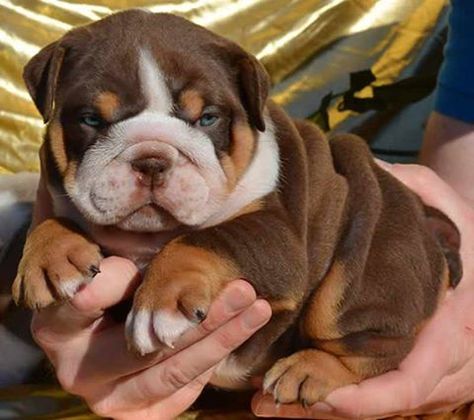 Chocolate Tri English Bulldog, English Bulldog Colors, Brown English Bulldog, Puppy Bulldog, Cute Bulldog Puppies, Bulldog Puppies For Sale, Cute Bulldogs, English Bulldog Puppies, Support Dog