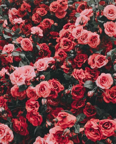 red flowers #love Red Spring Aesthetic, Red Garden, Garden Spring, Trendy Flowers, Most Beautiful Flowers, Flowers Wallpaper, Flower Phone Wallpaper, Rose Wallpaper, Flowers Garden