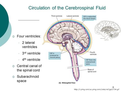 Cerebrospinal Fluid Pathway, Max Planck, Cerebrospinal Fluid, Brain Tissue, Ct Scan, Medicine Doctor, Spinal Cord, Scientific Illustration, Plexus Products