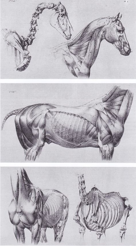 Inspirational Artworks: Animal art Regnul Animal, Horse Sketch, Animal Skeletons, Horse Anatomy, Animal Anatomy, Animal Study, Drawing Faces, Anatomy For Artists, Horse Drawing