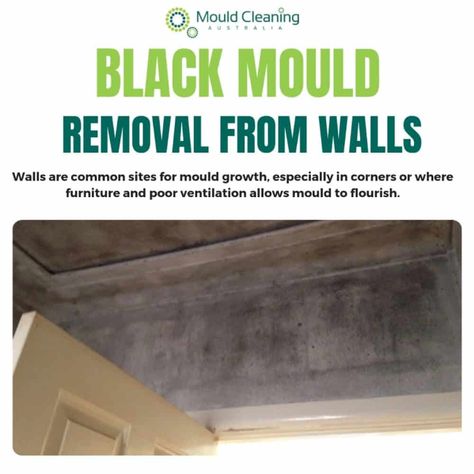 Black Mould Removal: Find Here All You Need! - Mould Cleaning Australia Black Mold Symptoms, Kill Black Mold, Clean Black Mold, Kitchen Grout, Remove Black Mold, Types Of Fungi, Mold Exposure, Black Mold, Cleaning Mold