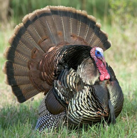 Turkey Hunting: Tips and Tactics from the Masters Turkey Calls, Deer Hunting Tips, Quail Hunting, Turkey Calling, Hunting Life, Hunting Tips, Bird Hunting, Wild Turkey, Turkey Hunting