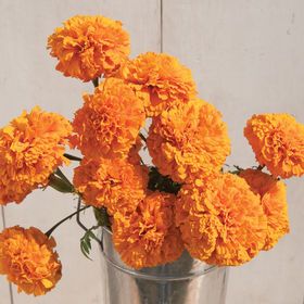 orange marigolds Orange Flowers, Seeds, Orange, Plants, Flowers, Wall, White