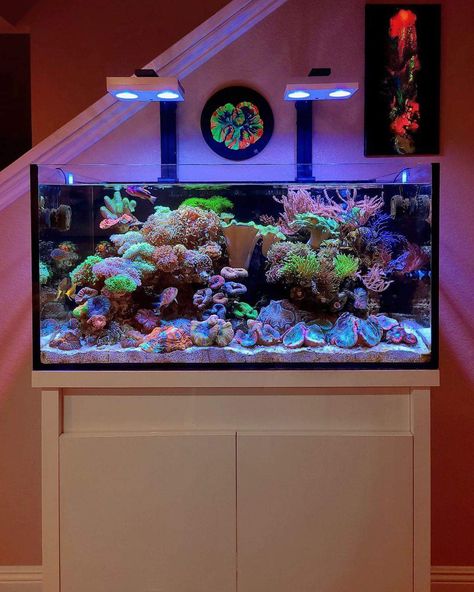 Aquarium Design Ideas, Cool Fish Tank Decorations, Indoor Rabbit Cage, Coral Fish Tank, Fish Tank Themes, Cool Fish Tanks, Saltwater Fish Tanks, Fish Tank Design, Marine Tank