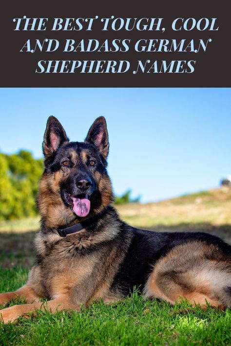 German Shepherd lying in grass German Shepherd For Sale, Badass Names, German Shepherd Names, Animals Lover, Dog Personality, Dogs For Sale, Free Dogs, German Shepherds, Dog Health