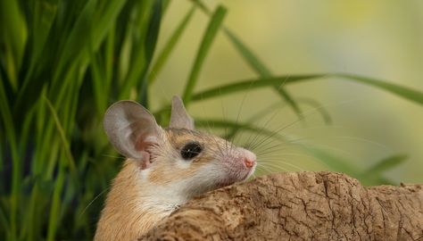 How to Keep Rats Out of Citrus Trees. It will likely take several control measures to effectively get rid of those pesky rats feeding on your citrus trees. Coined "integrated pest management," adopting more than one control technique helps ensure pest elimination. Whether they are roof rats also called black ... Roof Rats, Tree Rat, Getting Rid Of Rats, Mandarin Tree, Integrated Pest Management, Veterinary Science, Pest Management, Citrus Trees, Orange Tree