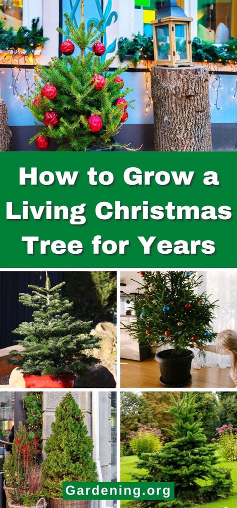 How to Grow a Living Christmas Tree for Years Christmas Tree Container, Living Christmas Tree, Christmas Tree Outside, Christmas Tree Plant, Big Planters, Potted Christmas Trees, Live Christmas Trees, Outdoor Christmas Tree, Real Christmas Tree