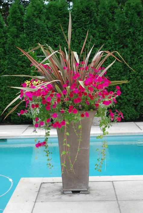 I need this by my pool to add pop of color.  This link will lead you to other container pictures. Tall Planters Front Door Flower Ideas, Full Sun Planter Ideas Pots, Garden Planters Ideas Inspiration, Full Sun Spiller Plants, Flowers For Tall Planters, Pedestal Planter Ideas, Summer Planters Front Door Full Sun, Pool Waterfall Planter Ideas, Summer Planters Full Sun