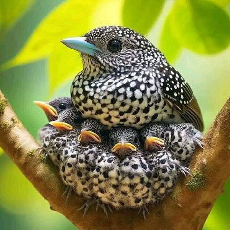 World Birds Photography | Mother's Love 🥰 | Facebook Bird Nature Photography, Love Bird Photography, Flowers And Birds Photography, Birds Photography Nature, Baby Birds In Nest, World Birds, Most Beautiful Birds, Bird Watcher, Nature Birds