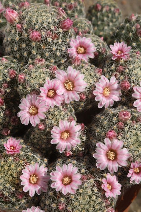 Cactus Paintings, Cactus Photography, Pinterest Garden, Making Plant Pots, World Beauty, Cactus Flowers, Flower Therapy, Love Garden, Desert Plants