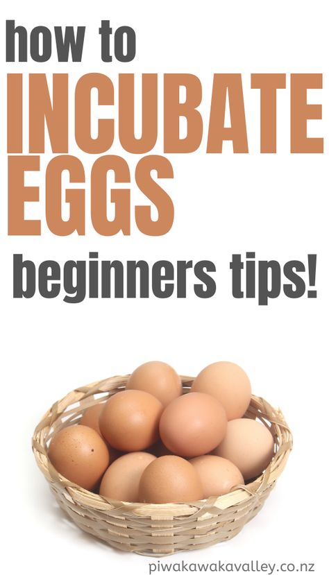 How To Incubate Quail Eggs, How To Hatch Chicken Eggs At Home, Hatching Eggs In An Incubator, How To Incubate Chicken Eggs, Incubating Chicken Eggs At Home, Laying Hens Breeds, Chicken Knowledge, Hen Breeds, Brooder Ideas