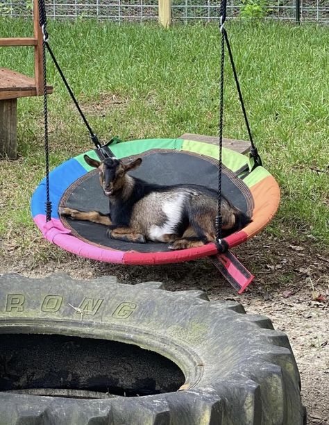 Goat Shelter Ideas Winter, Mini Goat Playground, Goat Habitat, Pygmy Goat Pen Ideas, Pygmy Goat Playground Ideas, Goat Activities, Easy Goat Playground Ideas, Baby Goat Playground Ideas, Goat Waterer Ideas