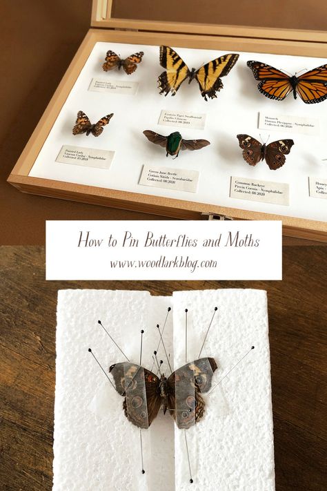 How to Pin and Preserve Butterflies and Moths for Display – Woodlark Blog – Woodlark Diy Insect Pinning Board, How To Pin A Butterfly, Found Things Art, How To Mount Butterflies, How To Display Butterflies, Insect Taxidermy Diy, How To Preserve A Butterfly, How To Preserve Butterflies, How To Preserve Mushrooms For Decoration