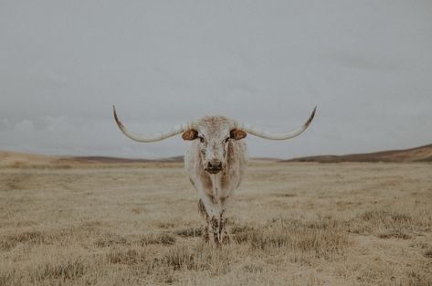 Background For Laptop, Hunting Wallpaper, Western Aesthetic Wallpaper, Cow Photography, Cow Wallpaper, Country Backgrounds, Longhorn Cattle, Western Background, Cowgirl Quotes