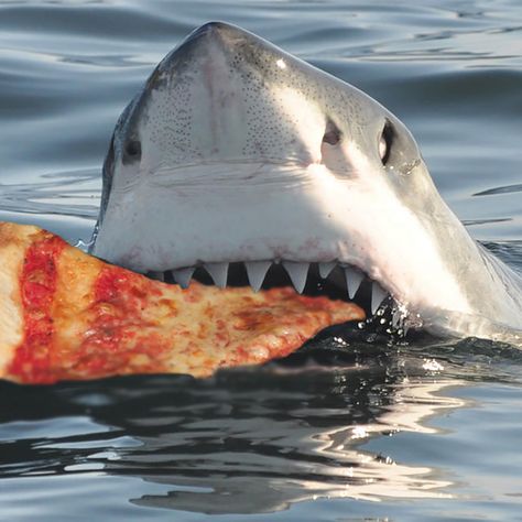 Nobody Loves Me, Work Images, Eat Pizza, Love Pizza, Love Animals, White Sharks, Great White Shark, Great White, They Live