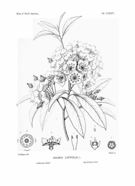 mountain laurel botanical drawing Mountain Laurel Illustration, Mountain Laurel Tattoo Simple, Mountain Laurel Flower Tattoo, Appalachian Mountain Tattoo, Laurel Flower Tattoo, Mountain Laurel Drawing, Laurel Drawing, Appalachian Wildflowers, Mountain Laurel Tattoo