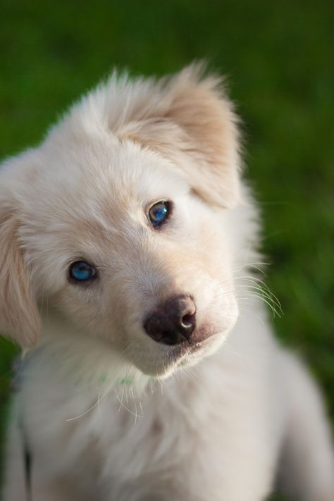 I adopted this little blue-eyed fur ball!https://ift.tt/2tKYJ5f Blue Eyed Golden Retriever, Golden Retriever Blue Eyes, Blue Eyed Puppies, White Golden Retriever Puppy, Blue Eyed Dog, Puppies With Blue Eyes, Big Puppies, White Puppies, Gorgeous Cats