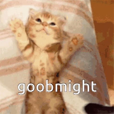 Sleep Cat GIF - Sleep Cat Goodnight - Discover & Share GIFs Good Night Meme, Sleep Meme, Sleeping Gif, Cat Text, Good Night Cat, Good Night Funny, Cute Cat Memes, Night Greetings, Cute Good Night