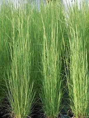 Andropogon Virginicus, Tall Grass Landscaping, Grasses For Pots, Ornamental Grasses For Shade, Plants For Planters, Tall Ornamental Grasses, Foliage Garden, Privacy Planter, Purple Foliage