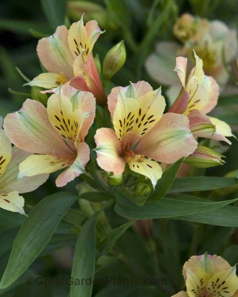 Alstroemeria Inca Ice -  Hardy to Zone 5. Wonderful cut flower lasts up to 14 days. Peruvian Lily, 10 Flowers, Peruvian Lilies, Summer Flowering Bulbs, Flower Identification, Grow Gorgeous, Fragrant Garden, Perennial Border, Zone 10