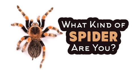 Brown Recluse Spider, Types Of Spiders, Spider Species, Wolf Spider, Women Poetry, Health Careers, Music Humor, Amazing Spider, Getting To Know You