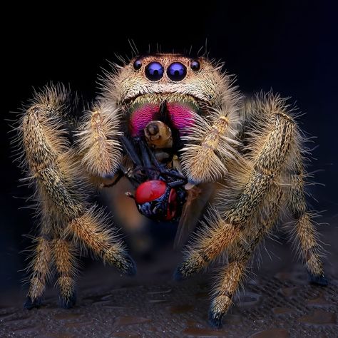 Jumping Spider Cute, Spider Cute, Spider Photo, Spider Species, Jumping Spiders, Pet Spider, Jumping Spider, Beautiful Bugs, Arthropods