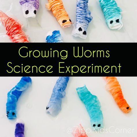 Worm Theme Preschool, Worms Activity Preschool, Worm Crafts Preschool, Hedgehog Activities, Growing Worms, Experiment For Preschoolers, Worms Preschool, Toddler Spring Activities, Science Activities For Toddlers