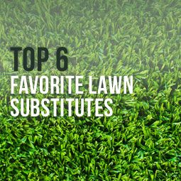 No Mow Grass Lawn Alternative, Grass Substitute Lawn Alternative, No Mow Lawn Grass Alternative, Grass Substitute, Grassless Backyard Ideas, Grassless Landscaping, Lawn Substitute, Artificial Turf Landscaping, Grass Alternatives