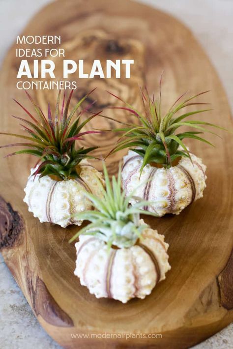 Plant Container Ideas, Air Plant Art, Air Fern, Air Plants Diy, Succulent Projects, Plant Display Ideas, Air Plants Decor, Air Plants Care, Air Plant Display