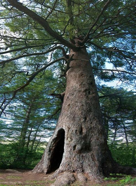 . Hollow Tree, Old Trees, Unique Trees, Tree Hugger, Nature Tree, Tree Forest, Jolie Photo, Enchanted Forest, Beautiful Tree