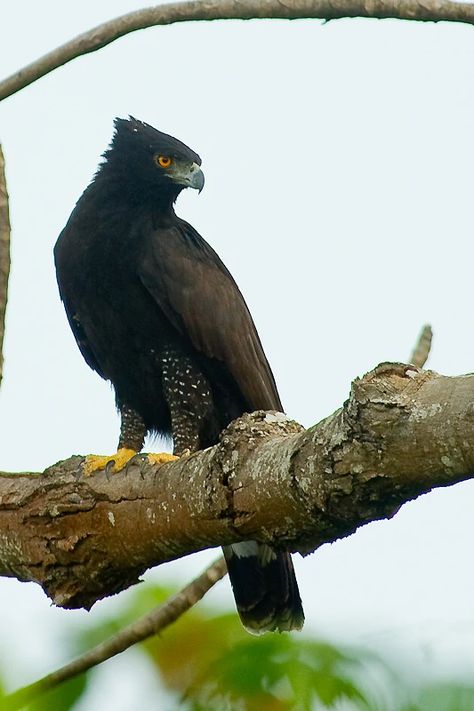 Hawk Eagle, Raptors Bird, Types Of Birds, Hawk Bird, Bird Of Prey, Black Hawk, Big Bird, Meus Pins, Pretty Birds