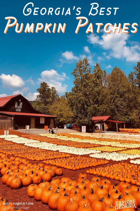 The best pumpkin patches in Georgia. Famous Haunted Houses, Georgia Getaways, Georgia State Parks, Best Pumpkin Patches, Pumpkin Festival, Farm Visit, Leaf Peeping, Georgia Travel, Pumpkin Patches