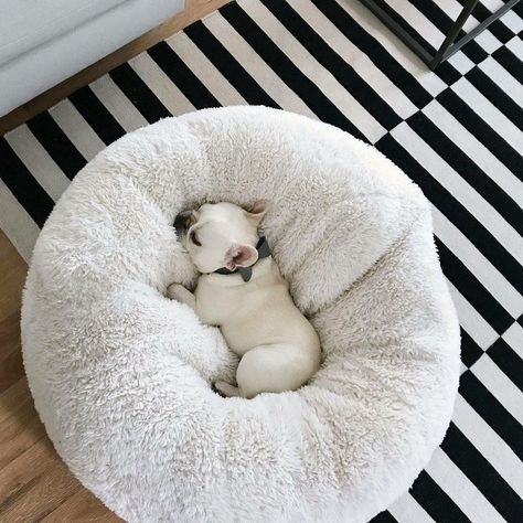 There is no other place I’d rather be. Dog Bed Sizes, Baby Pets, French Bulldog Puppies, Sweet Dogs, Cane Corso, French Bulldogs, Bulldog Puppies, Cocker Spaniel, Doberman