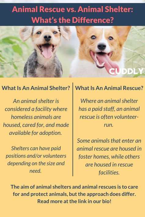 Do you know the difference between an animal shelter and an animal rescue? They are similar in many ways but have some fundamental differences. ⁠ ⁠ CUDDLY works with both shelters and rescues to create fundraising campaigns for their animals. ⁠ Click the LINK IN BIO to learn more!⁠ How To Start An Animal Rescue, Animal Shelter Donation Ideas, Lilly Animal, Neonatal Kitten, Animal Shelter Donations, Dog Foster, Animal Rescue Fundraising, Adoption Ideas, Animal Rescue Ideas