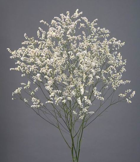 Limonium sinensis white Slow Flower, Nature Details, Flower Identification, Winter Wedding Flowers, Summer Baby Shower, Flower Guide, Wedding Flowers Summer, Moon Garden, Special Flowers