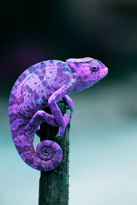 purple Types Of Chameleons, Chameleon Lizard, Purple Animals, Cute Reptiles, Chameleons, Airbrush Art, Reptiles And Amphibians, Foo Fighters, Paramore