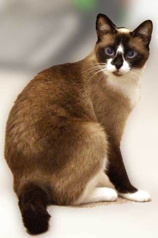 Beautiful Snowshoe Siamese, Snowshoe Cat, Angel Boy, Snowshoes, Pretty Colors, Unique Cats, Kitty Kitty, Siamese Cats, Pretty Cats