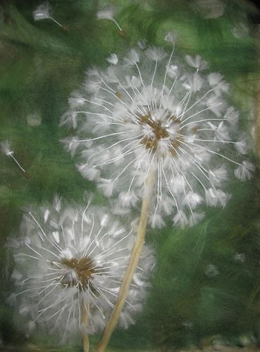 Fairy Wishes, Tovad Ull, Dandelion Painting, Dandelion Art, Dandelion Wishes, To Love, Felt Pictures, 수채화 그림, Arte Floral