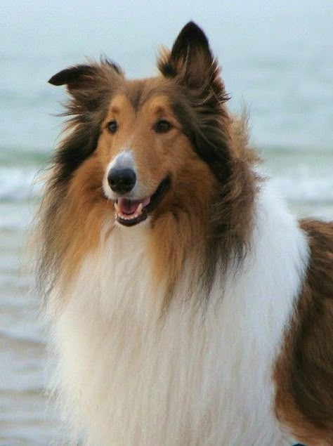 Boy Puppy, Rough Collies, Sheltie Dogs, Collie Puppies, Dream Dog, Rough Collie, Dog Lady, Soft Spot, Yellow Lab