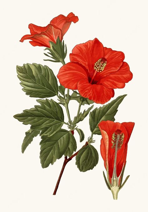 Premium Vector | A vintage illustration of a hibiscus flower Hibiscus Illustration, Hardy Hibiscus, Botanical Flower Art, Tropical Hibiscus, Hibiscus Flower, Flower Prints Art, Vintage Wall Decor, Botanical Flowers, Vintage Botanical