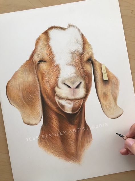 Crispin the boer goat by Jess stanley artist   #goat  #farmanimals #farm #petportrait Boer Goat Drawing, Goat Drawing Realistic, Goat Watercolor Painting, Goat Head Drawing, Farm Animal Drawings, Cartoon Goat, Goat Drawing, Goat Paintings, Goat Pen