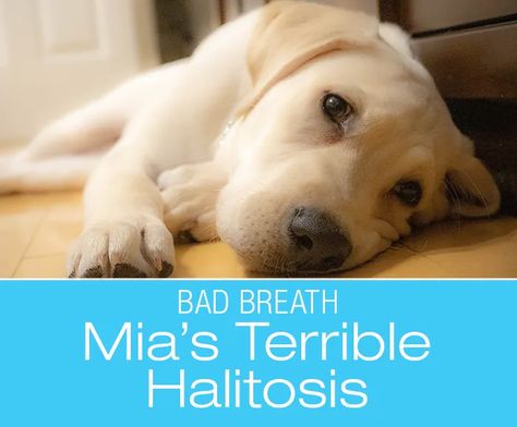 Severely Stinky Breath in a Dog: Mia's Case of Terrible Smelling Breath Quercetin Benefits, Bad Dog Breath, Causes Of Bad Breath, Bad Teeth, Dog Breath, Older Dogs, Dog Parents, Old Dogs, Dog Health