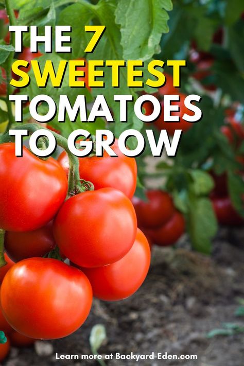 What is the sweetest tomato, backyard eden, www.backyard-eden.com Best Tomatoes To Grow, Easiest Vegetables To Grow, Gardening Tomatoes, Best Tasting Tomatoes, Plum Varieties, Growing Tomato, Cherry Tomato Plant, Tomato Varieties, Determinate Tomatoes