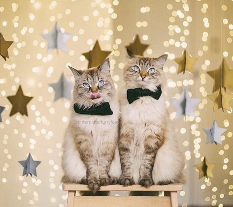 Cute Cat Photos, Cat Alice In Wonderland, Cat Celebrating, Cat Christmas Cards, Animal Photoshoot, Cat Calendar, Pumpkin Cat, Kitty Christmas, Christmas Kitten