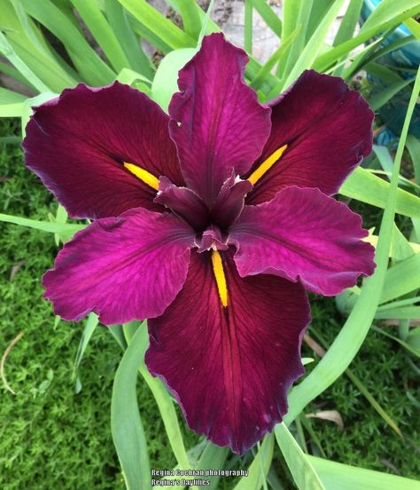 Louisiana Iris (Iris 'Red Velvet Elvis') in the Irises Database - Garden.org Iris Flowers Garden, Velvet Elvis, Louisiana Iris, Pond Plants, Balloon Flowers, Crimson Red, Iris Flowers, Plant Sale, Plant Needs